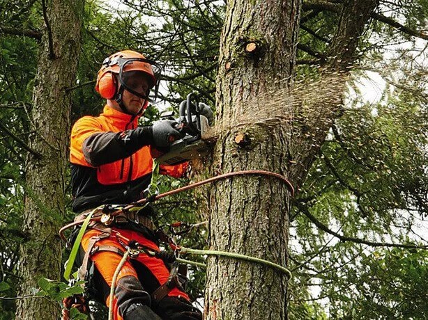 tree trimming services near me