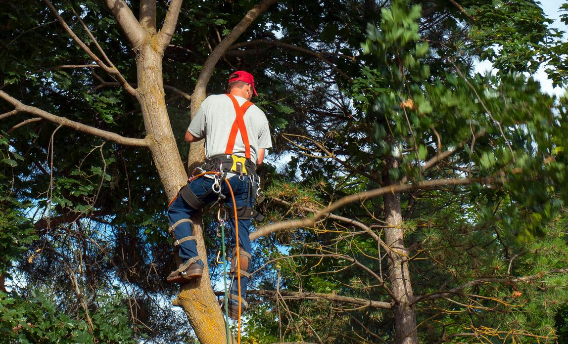 tree trimming