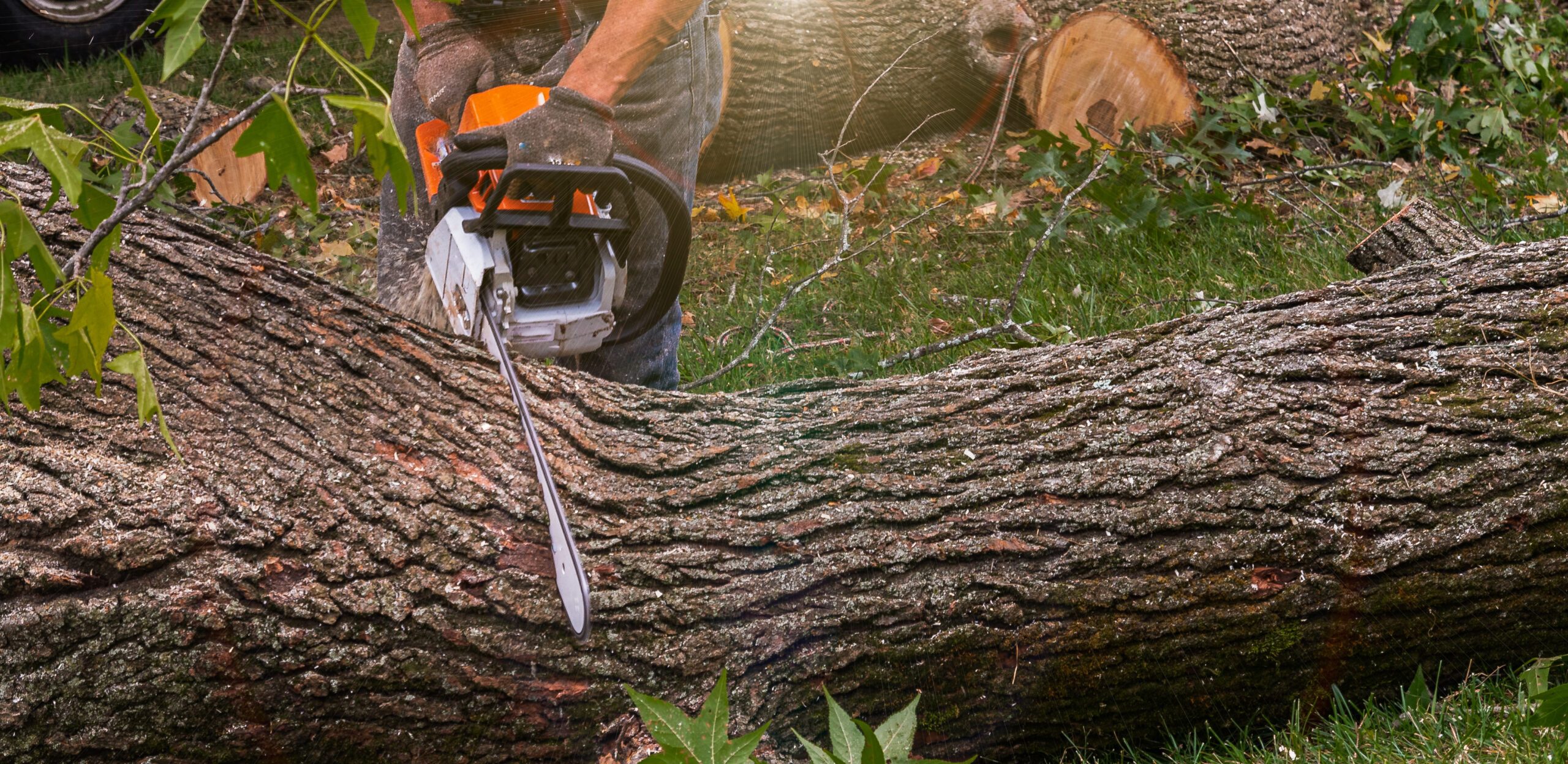 arborist tree assessment